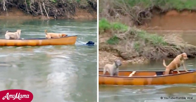 Labrador rescued two dogs trapped in a canoe