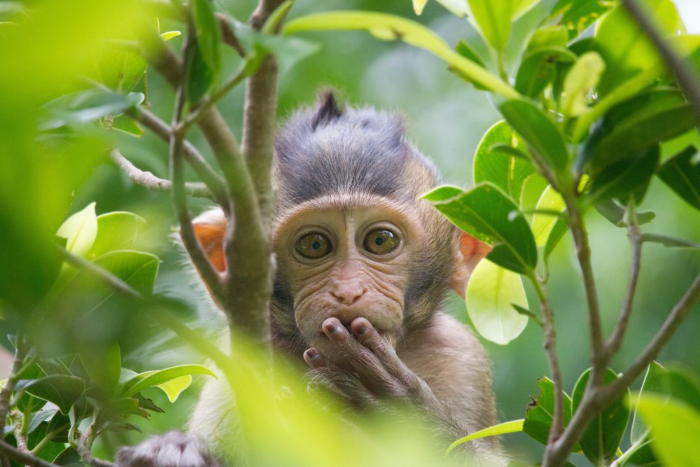 A photo of a monkey in the forest. | Photo: Shutterstock