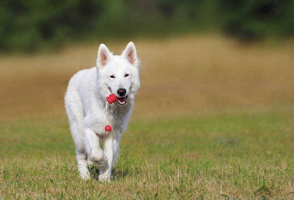 Perro blanco. | Imagen: Pixabay