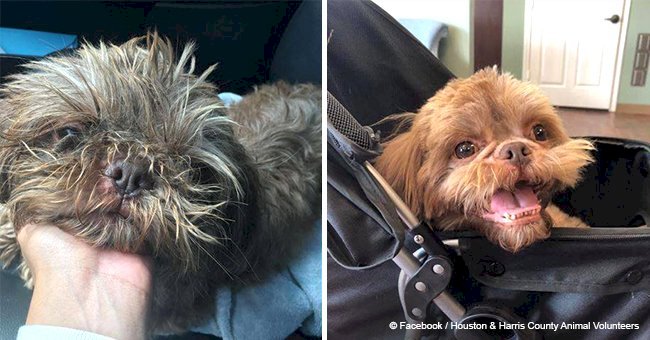 Insensitive guy brought his old but healthy dog to a shelter asking for euthanasia