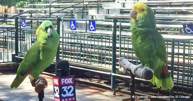 Reporter interviews two parrots, but suddenly they both break out into song