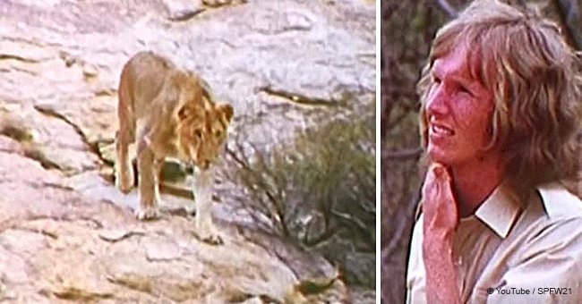 Men come to Africa to meet the lion they raised years ago, despite warnings