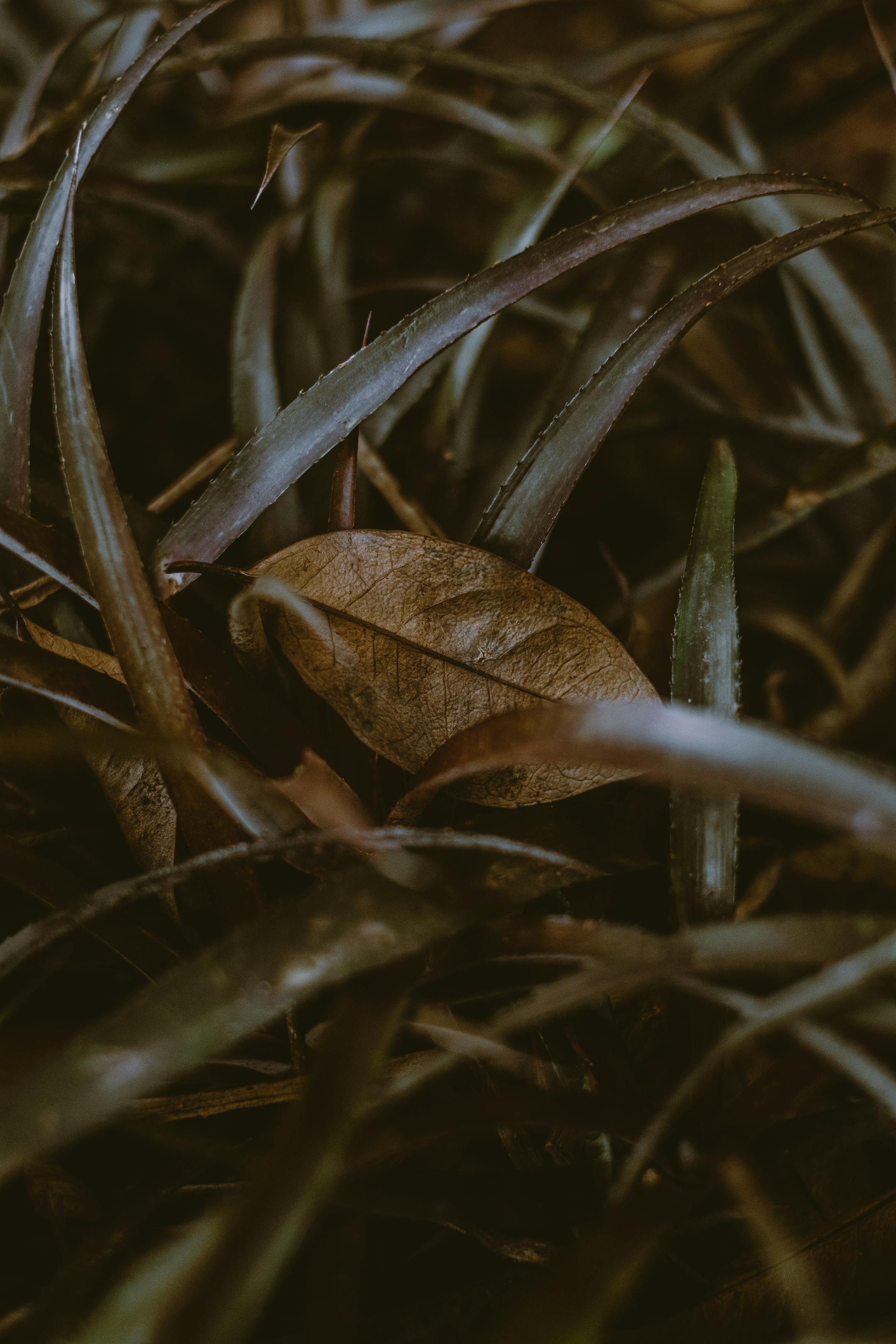 Wilting grass | Source: Pexels