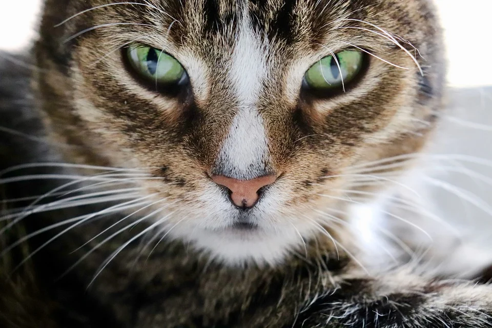 Gato. | Foto: Pixabay
