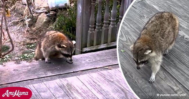 Woman leaves food for a blind raccoon, then she spots 2 little 'bodyguards' with him