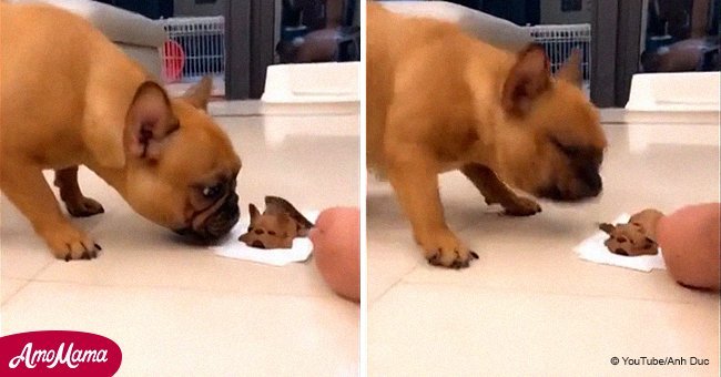 Bulldog has hilarious reaction to see owner cut into a dog-shaped cake