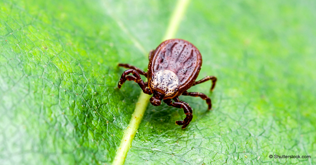 Authorities Urge Public to Take Precautions as Tick Season Begins