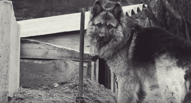 Perro triste. | Imagen tomada de: YouTube/Rocky Kanaka Perro triste. | Imagen tomada de: YouTube/Rocky Kanaka