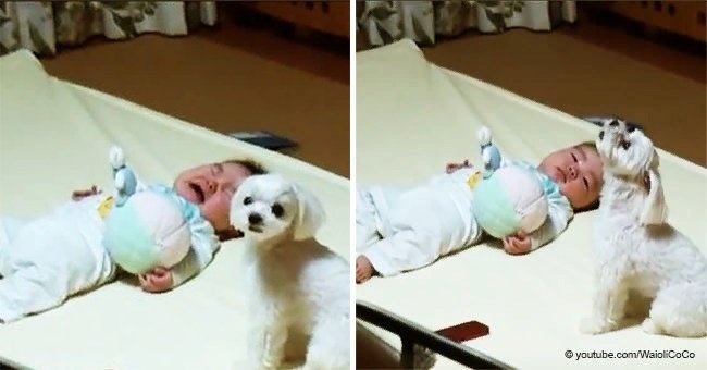 Mom couldn't make baby stop crying, but the dog had a revolutionary technique