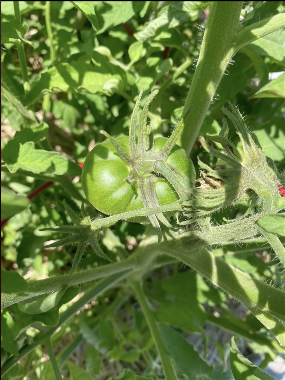 Green tomatoes on the Vine on July 21, 2022 | Source: TikTok/carrieunderwood