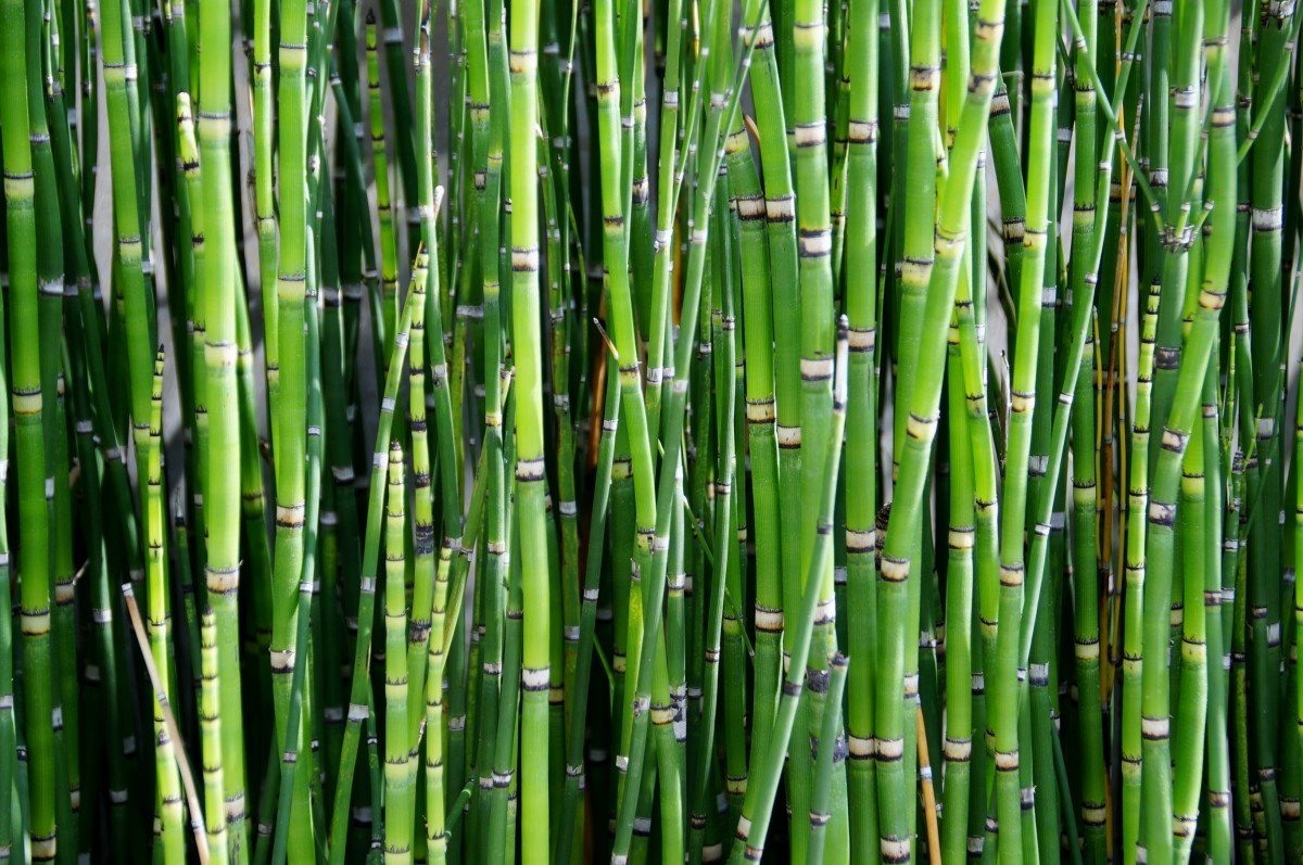 Ramas de bambú. | Imagen tomada de: PxHere