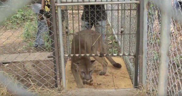 Imagen tomada de: YouTube / Animal Defenders International