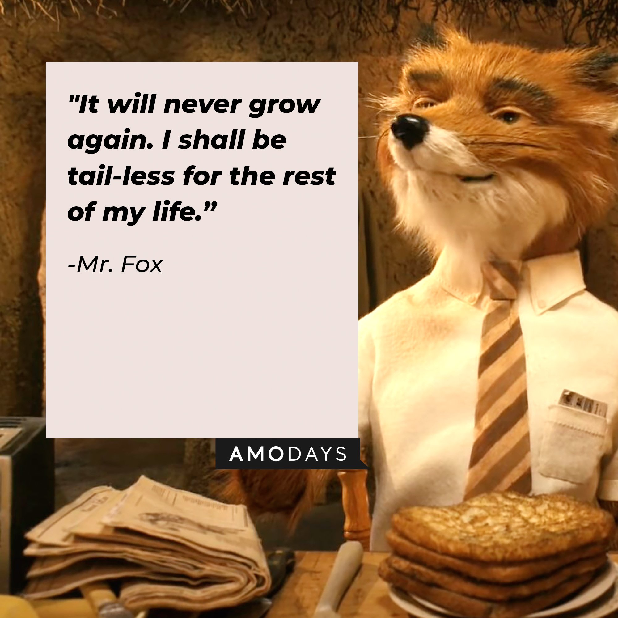  Mr. Fox's Quote: "It will never grow again. I shall be tail-less for the rest of my life." | Image: AmoDays