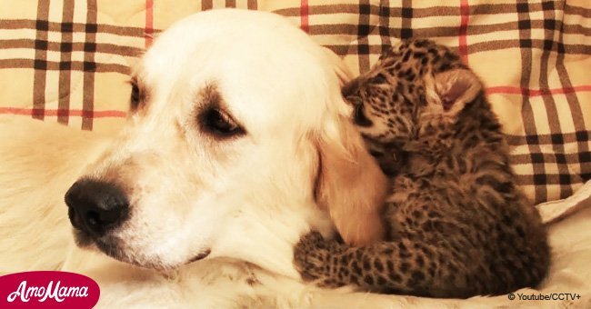 Golden Retriever 'adopted' endangered leopard cub