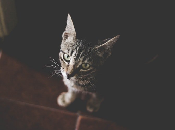 Un chat fixant le caméra | Unsplash Un chat fixant le caméra | Unsplash
