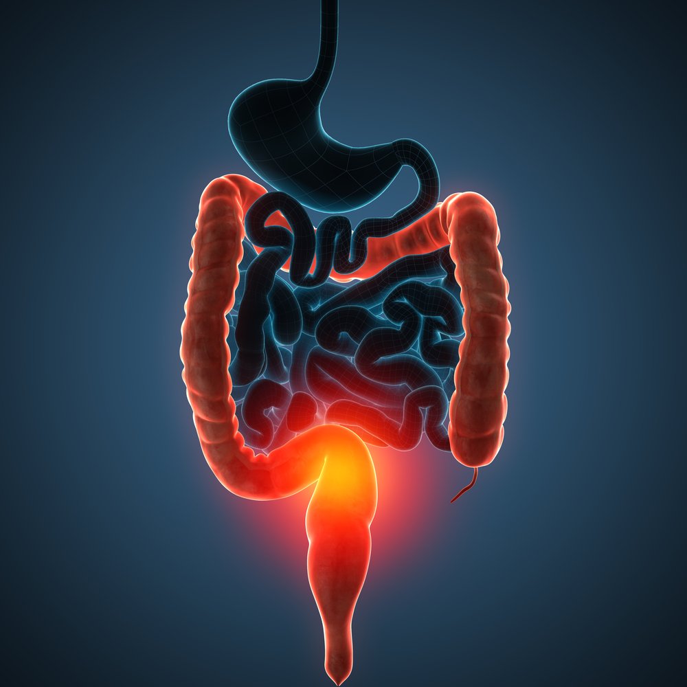 Modelo en 3D del sistema intestinal humano. Fuente: Shutterstock