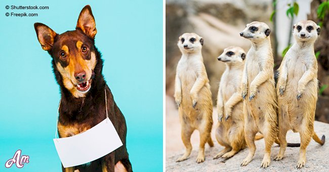 Find out what's your animal personality type