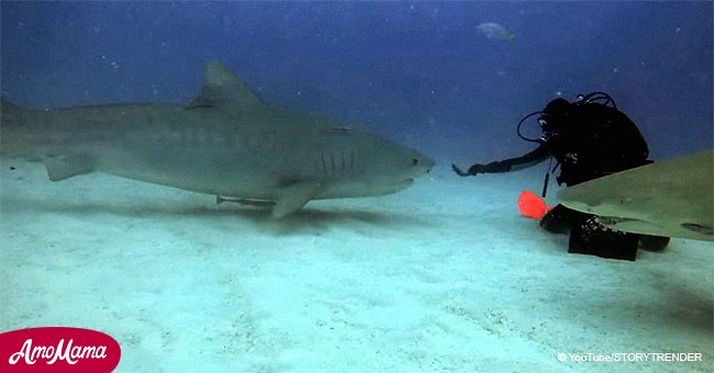 Chilling moment diver 'hypnotizes' shark and rolls it over onto its back