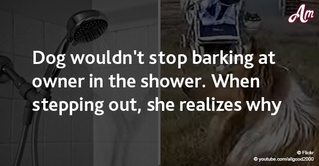 Dog wouldn't stop barking at owner in the shower. When stepping out, she realizes why