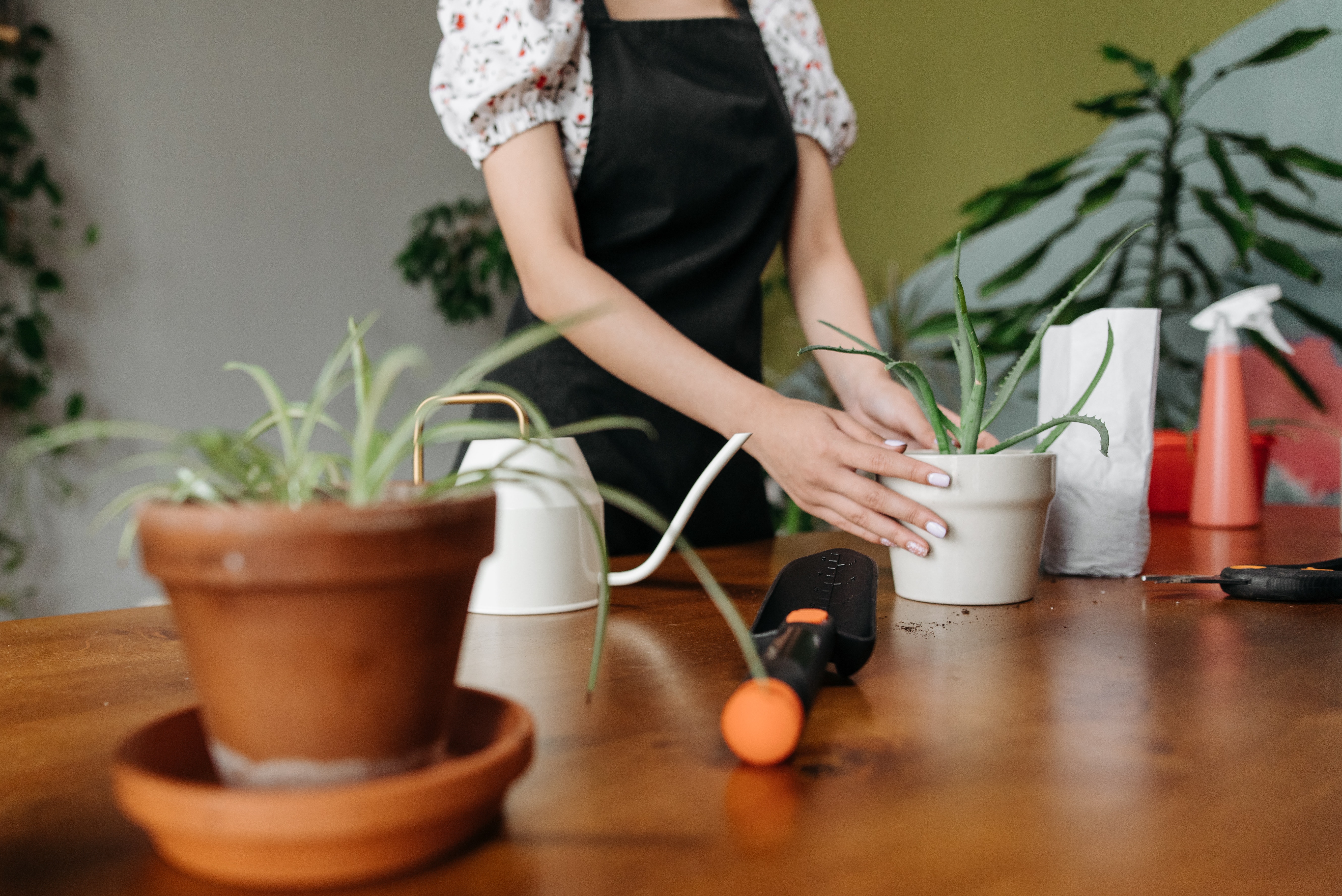 A woman and her aloe vera plants. | Source: Pexels