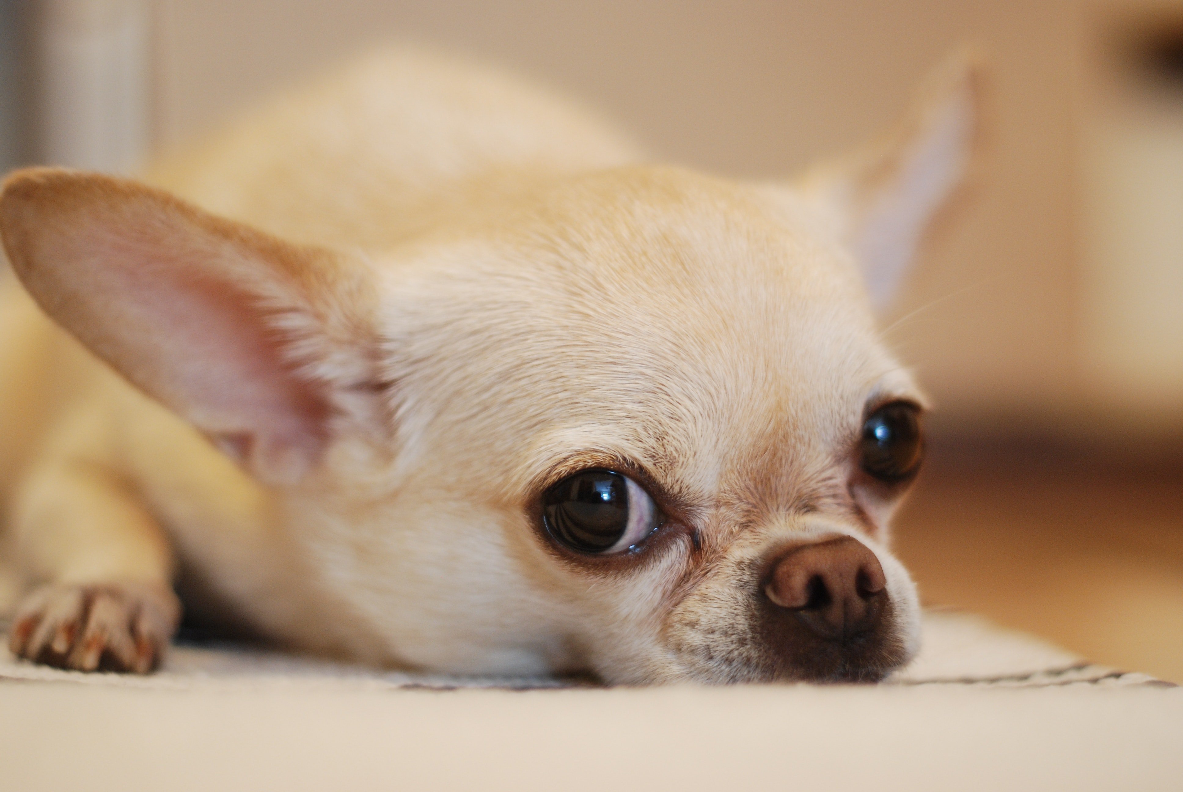 A Chihuahua lying on a mat. |  Photo: Pexels