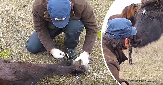 Man saves wild horse with chained legs then animal says incredible 'thanks' to savior