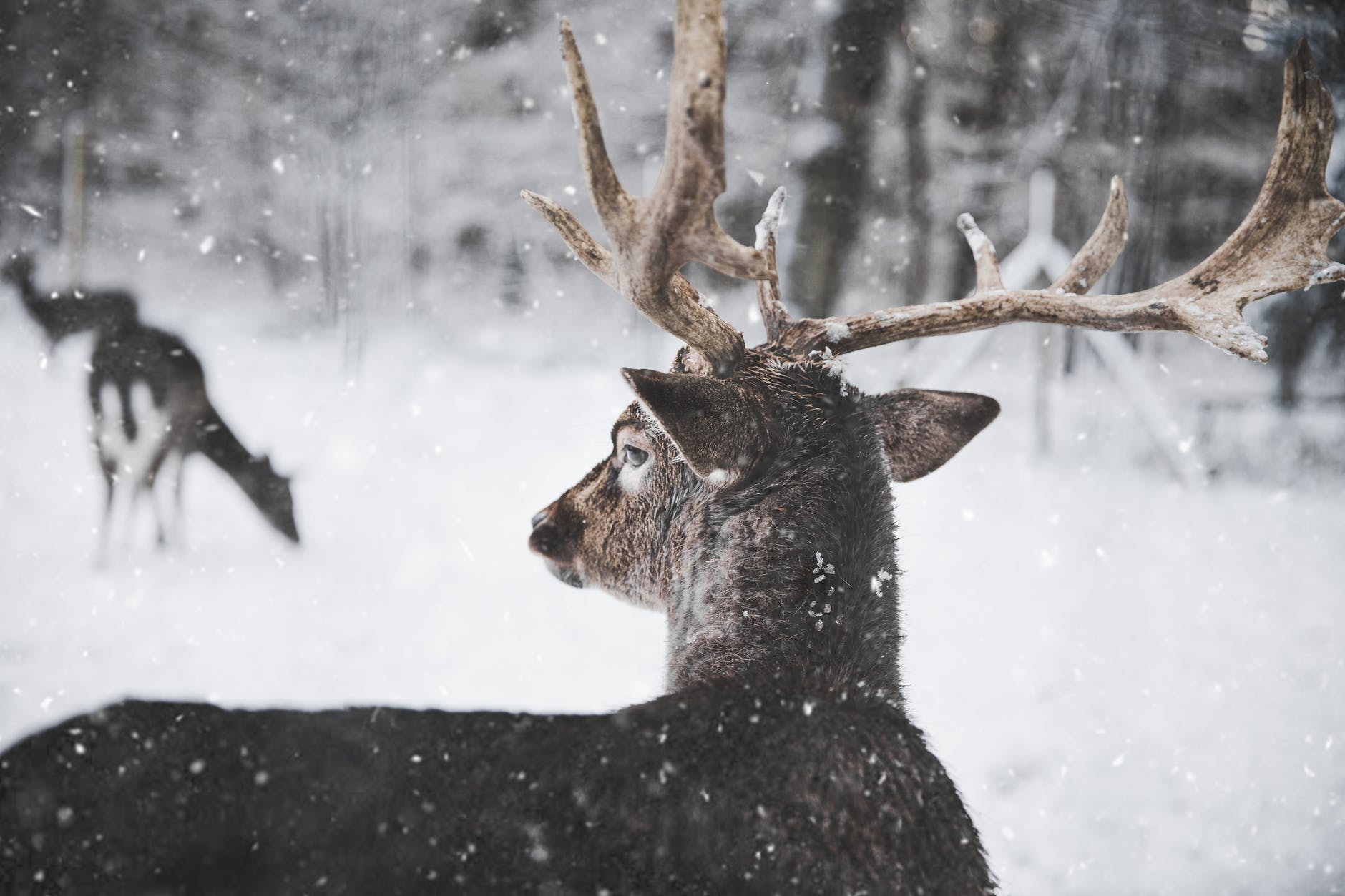 Un cerf dans la neige. l Source: Pexels