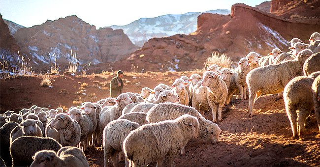 A shepherd and his flock. | Photo: Unsplash