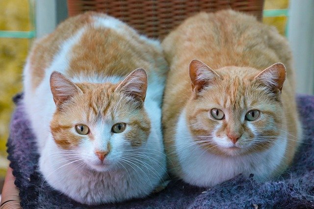 Photo of two cats sitting side by side | Photo: Pixabay