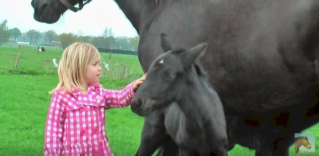 Source: YouTube/ Very Cute Baby Horses with their Mother