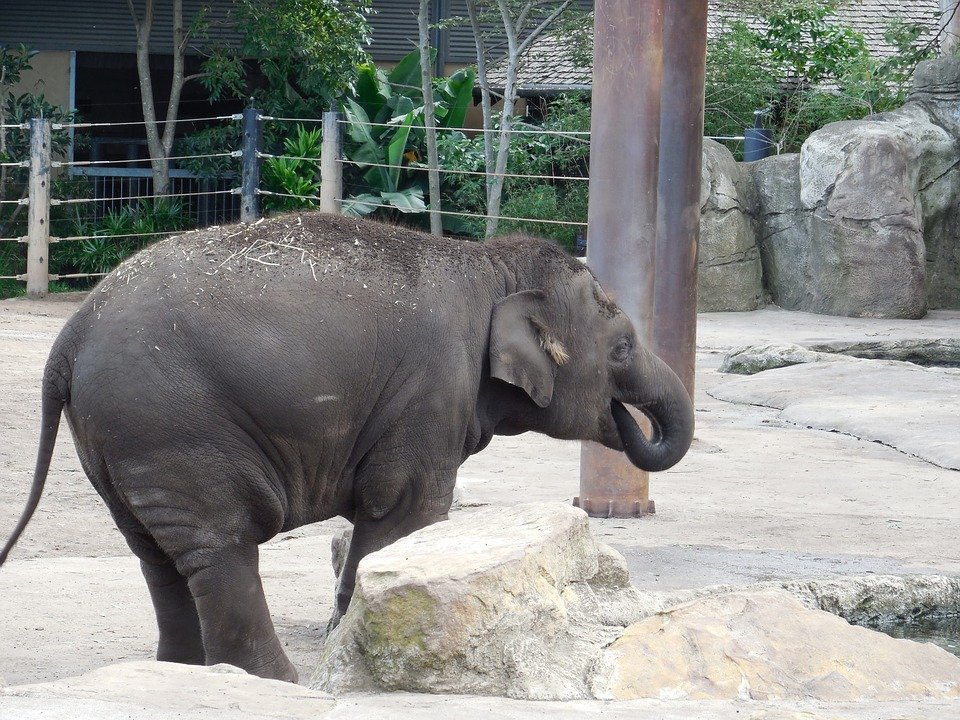 Bébé Elefante | Photo : Pixabay Bébé Elefante | Photo : Pixabay