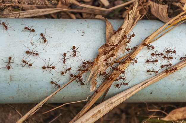 Hormigas caminando sobre un tubo rodeado de hojas. │Foto: Freepik