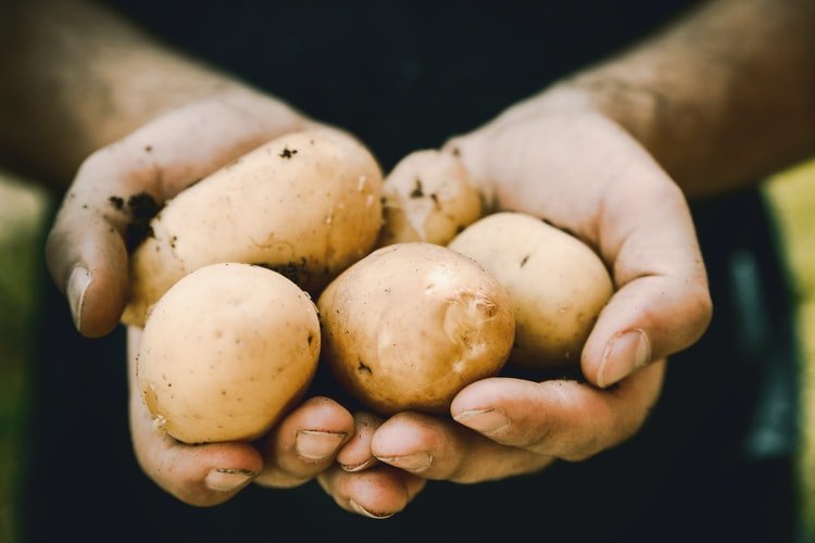 Des pommes de terre. | Photo : Unsplash