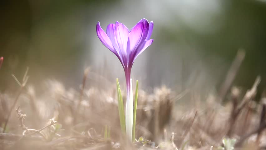  Iris family crocus flower blossoming in Spring | Photo: Shutterstock