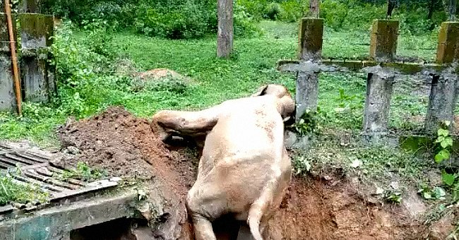 Baby elephant attempting to climb out of deep pit. │ Source: twitter.com/SudhaRamenIFS