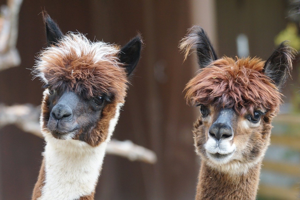Two alpacas. Image credit: Pixabay