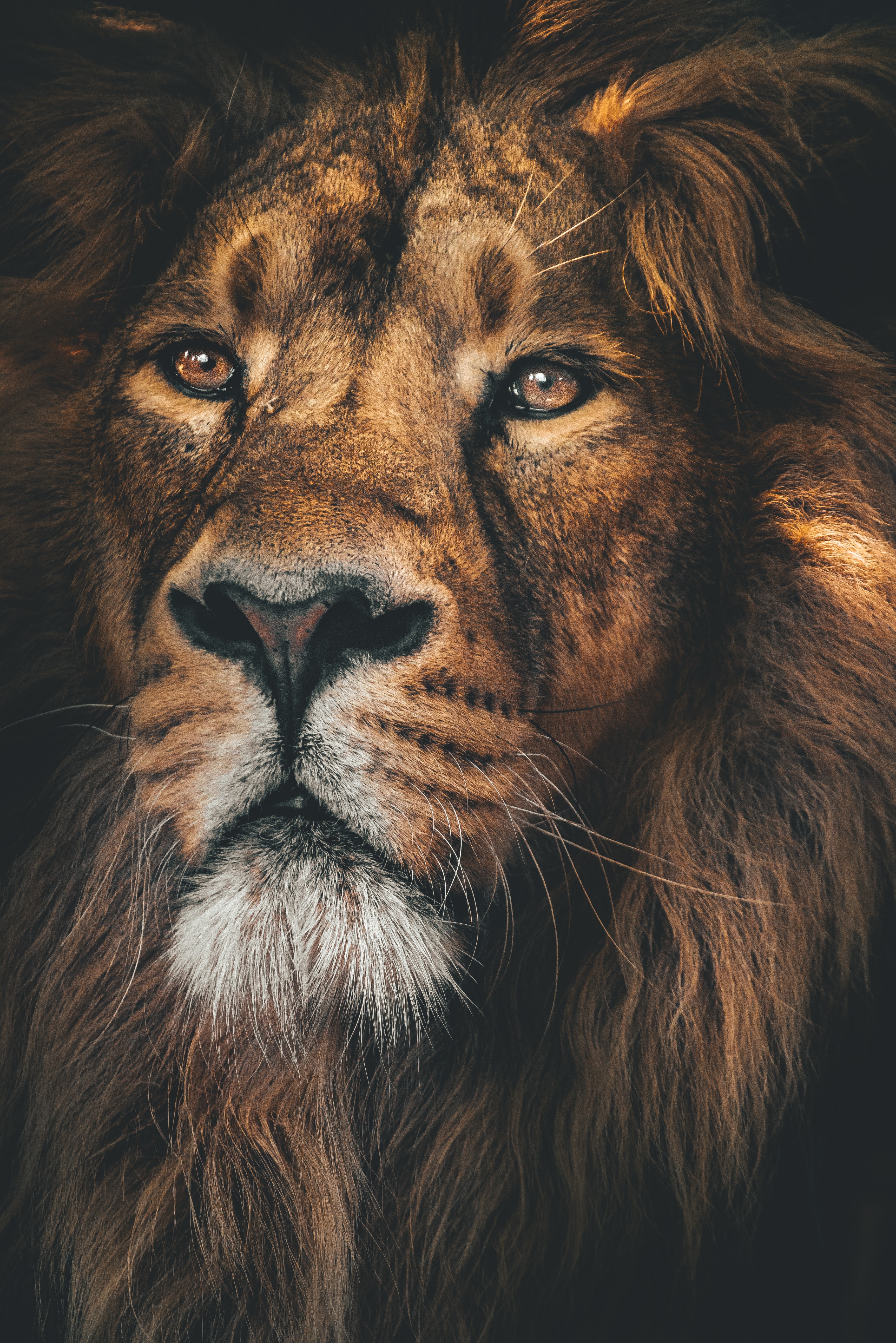 A lion. | Source: Unsplash