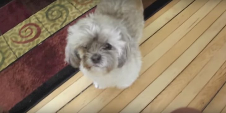 Video Hilarante Muestra A Un Perro Que Grita Como Humano En Lugar De Ladrar
