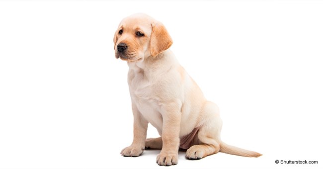 Perro labrador blanco. | Foto: Shutterstock