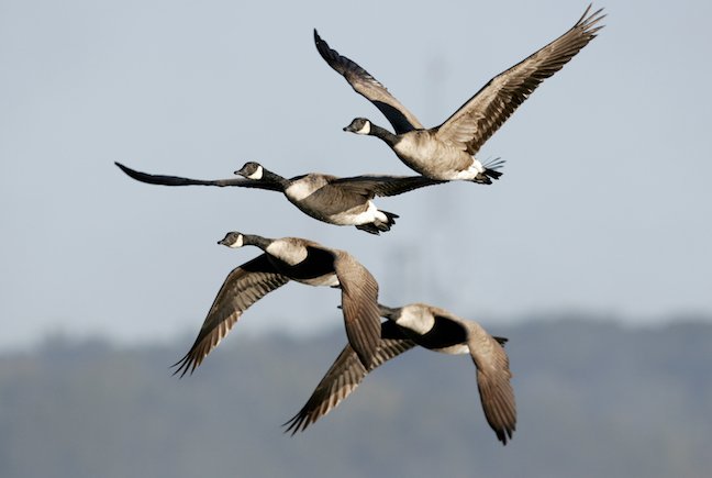 Duck fleeing from danger | Photo: Shutterstock