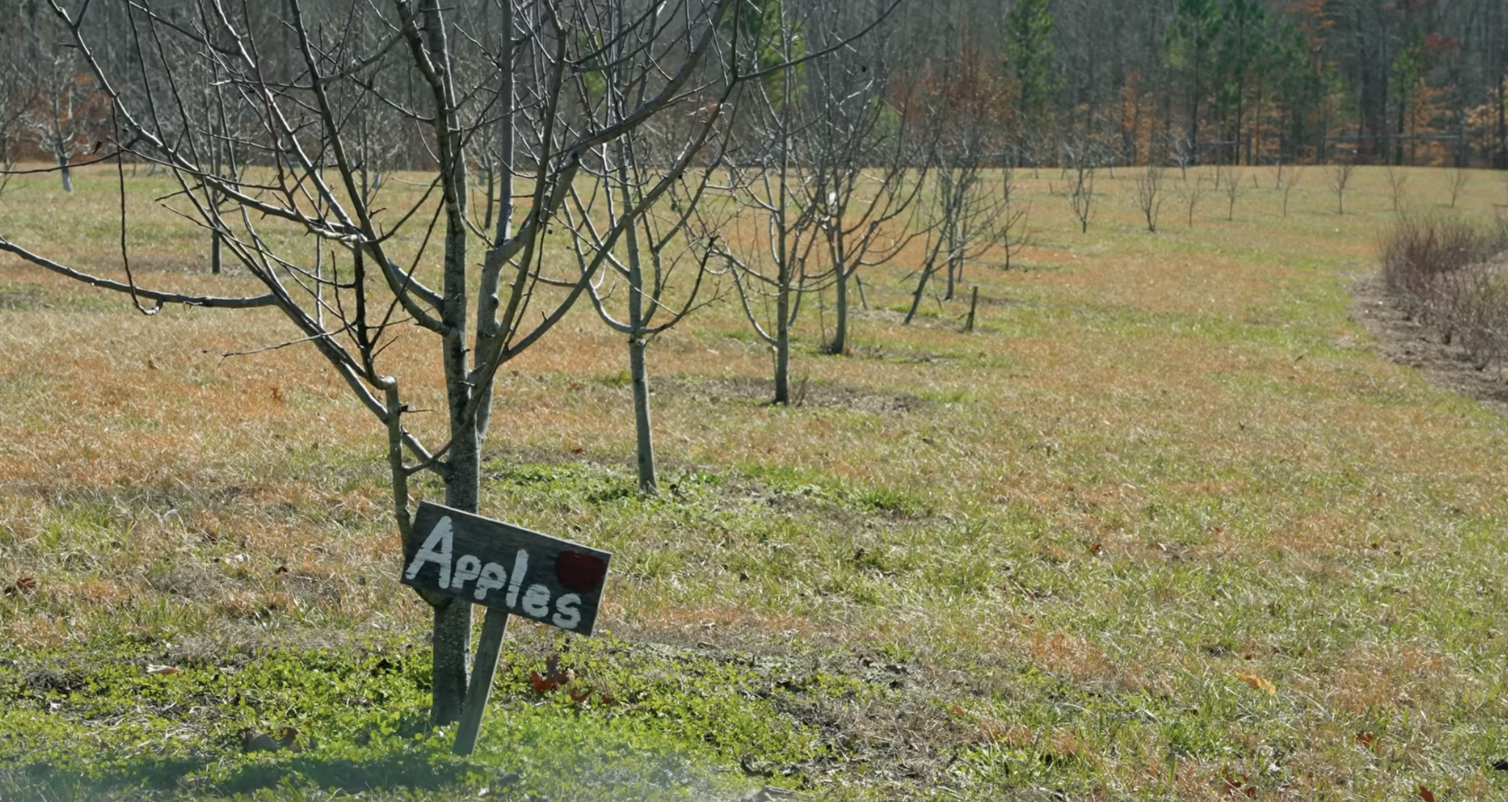 Carrie Underwood's orchard pictured on February 18, 2023, in Franklin, Nashville. | Source: YouTube/EpicGardening