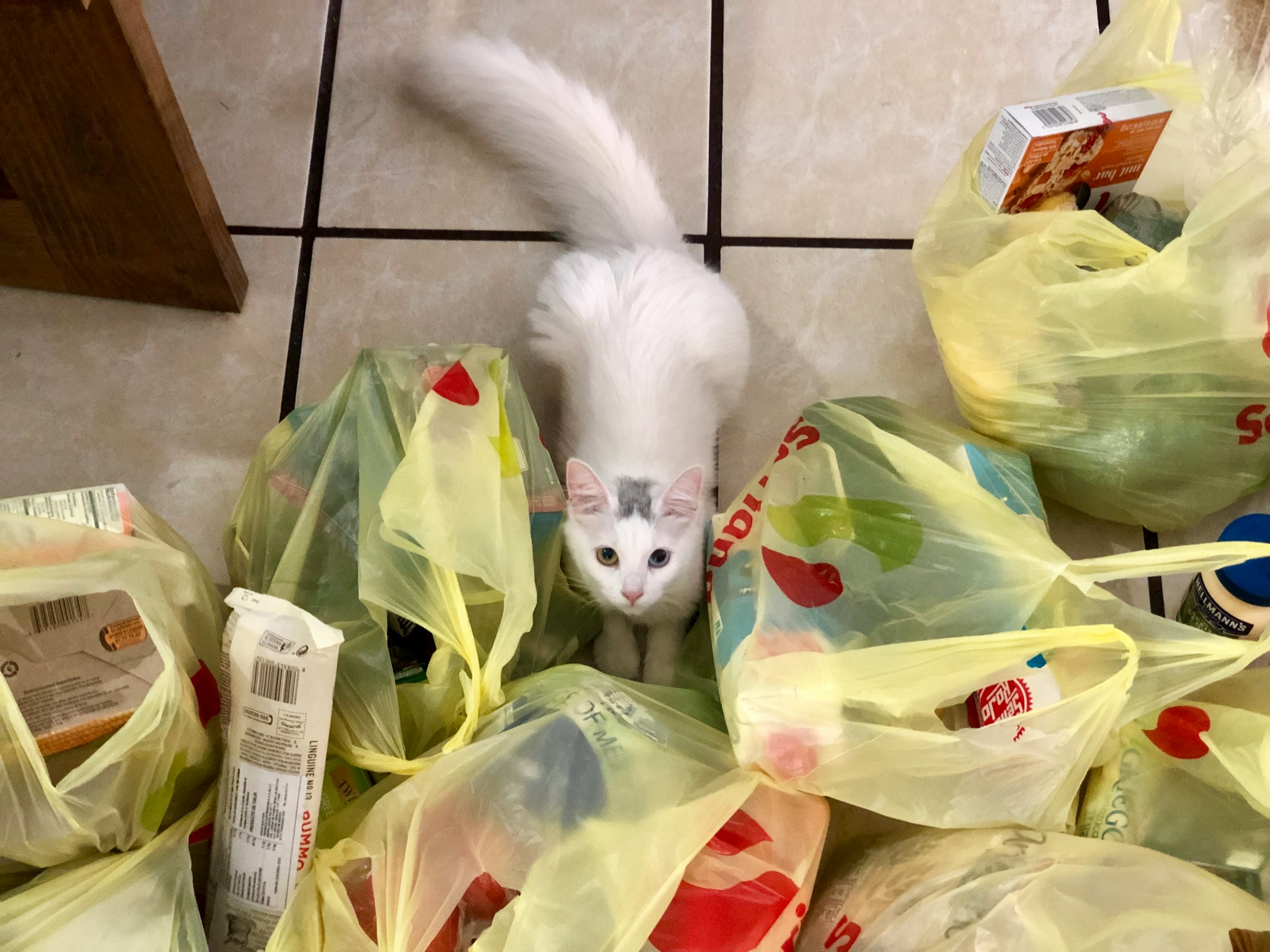 A cat among grocery bags | Source: Unsplash