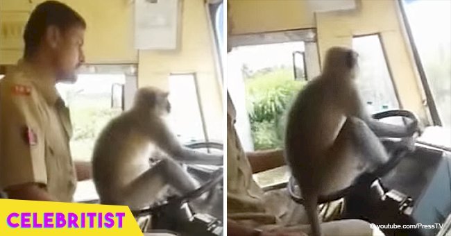 Bus driver suspended after viral video shows he let his monkey 'drive' the bus