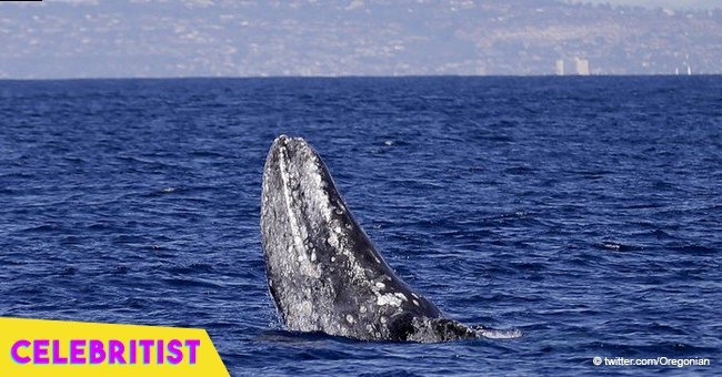 Moment panicked woman calls police on group of humpback whales goes viral