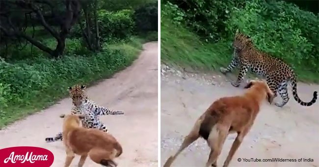 Injured dog stands his ground against attacking leopard in nerve-wracking footage