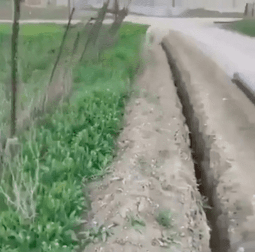Screenshot of video showing sheep jumping back into the ditch. | Source:  reddit.com/r/HumansBeingBros 