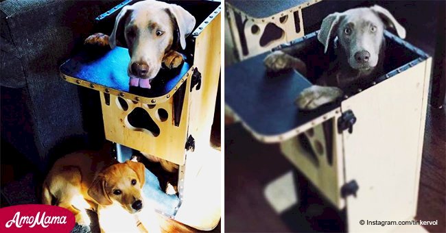 Labrador's owners design a special high chair to keep their pet alive
