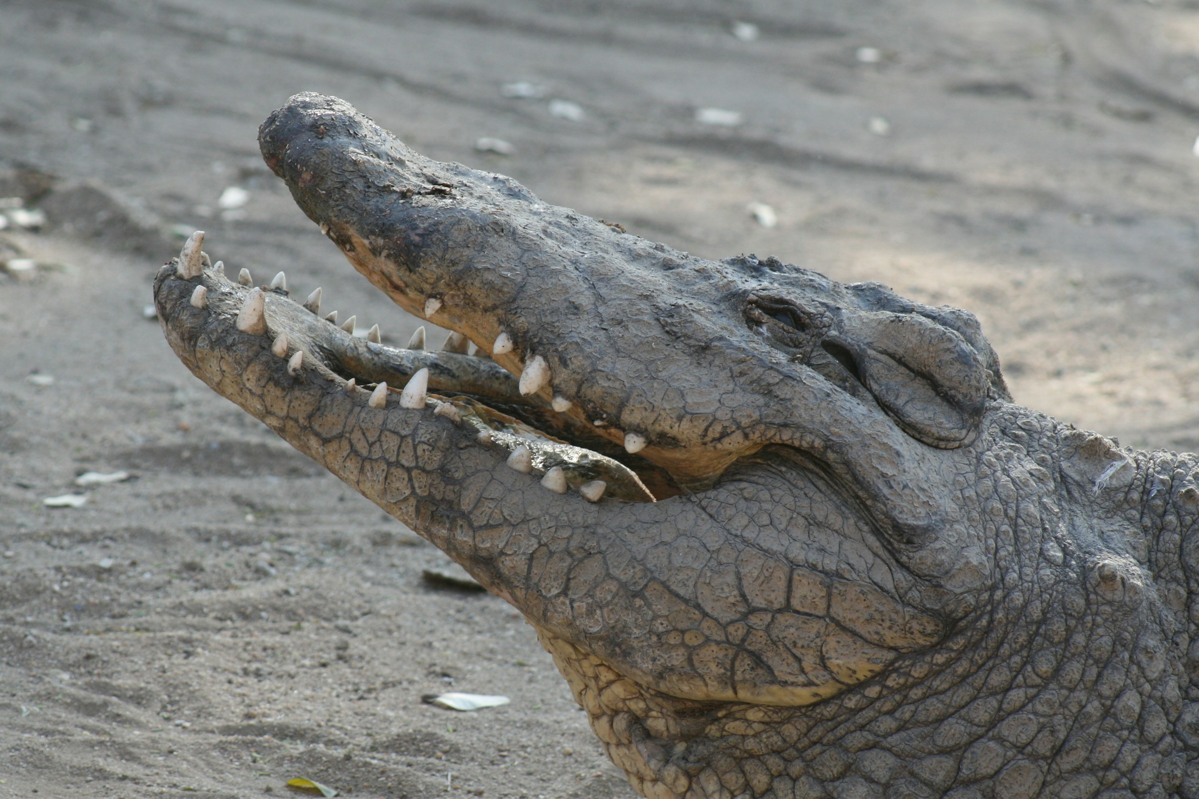 A crocodile | Source: Unsplash