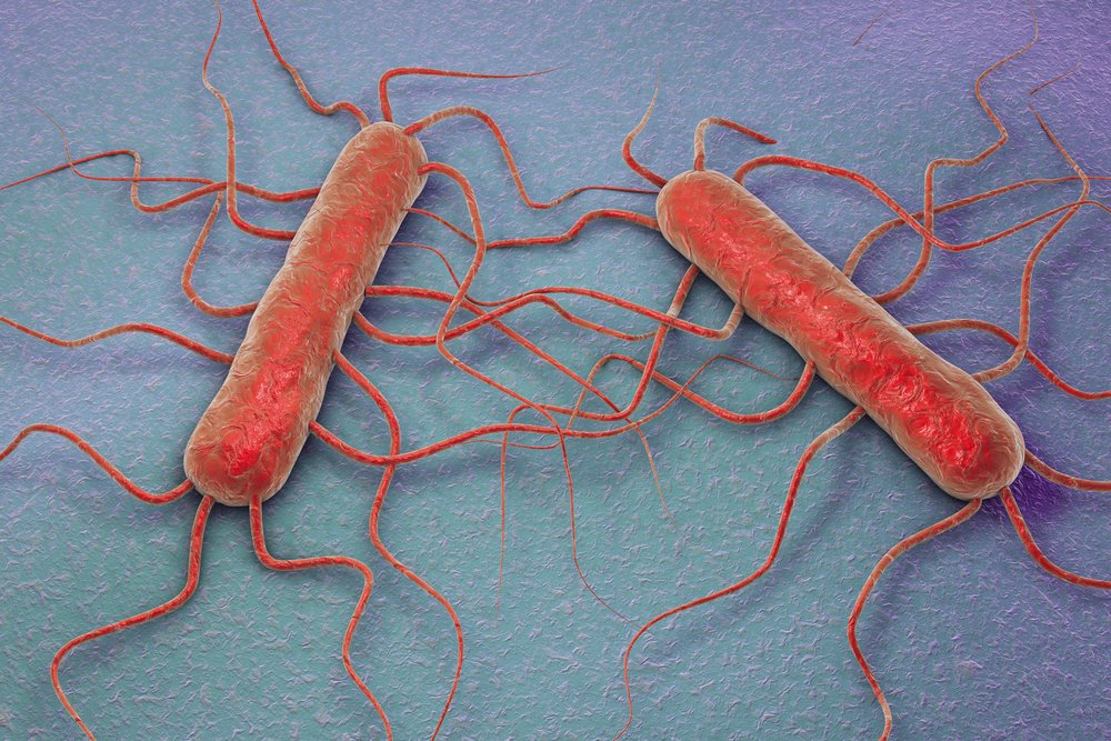 Modelos 3D de bacterias de Listeria. || Fuente: Shutterstock Modelos 3D de bacterias de Listeria. || Fuente: Shutterstock