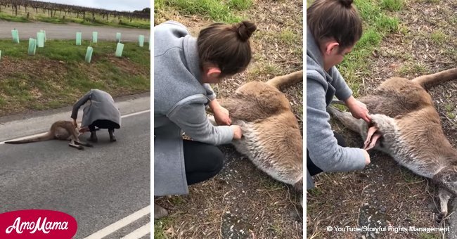 Se souvenant du grand moment où des femmes ont sauvé le bébé kangourou de la poche de sa mère morte